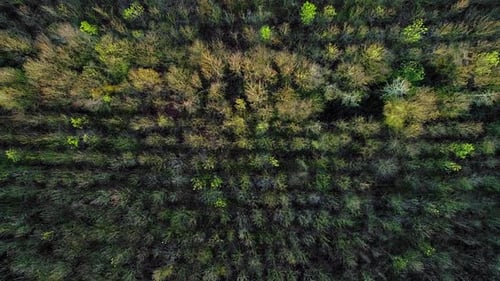 Forest Drohne