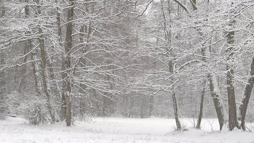 Snow Falling Gently in Winter Forest