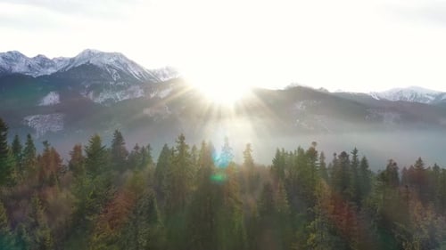 Pinewood Trees in the Sun