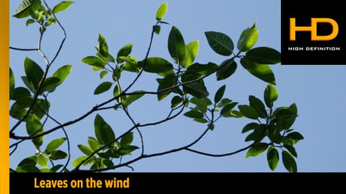 Blätter im Wind