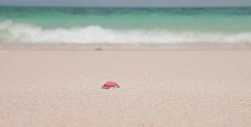 Seashell