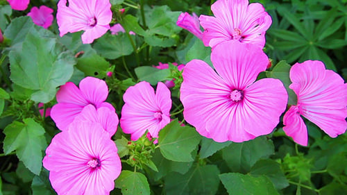 Blossom Mallow Wildflowers