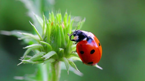 Ladybug On Green Grass