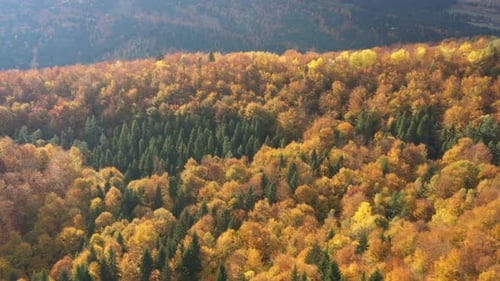 Autumn Forest Aerial View 8