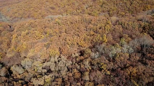 Aerial Shot of an Autumn Forest