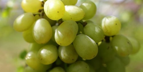 Green Grapes