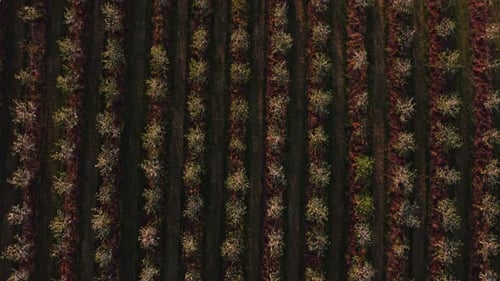 Flowering Fruit Field of Trees Removed From Above at Ninety Degrees in the Light of the Rising Sun