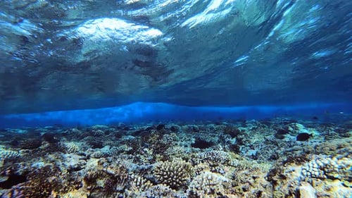 Peces bajo las olas
