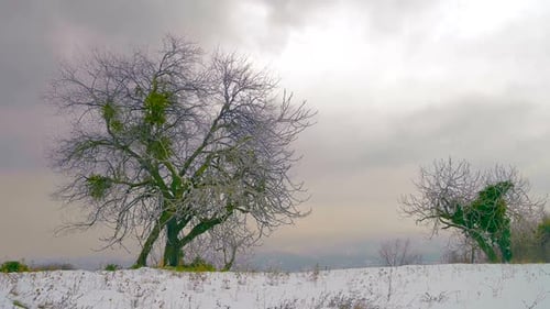 Winter Und Bäume