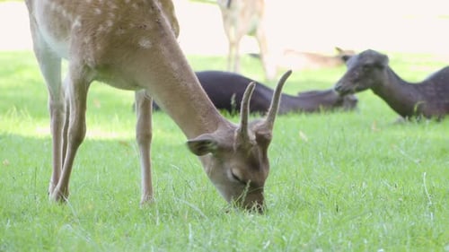 Fallow Deer Fawn Grazes in a Meadow By a Forest on a Sunny Day - Closeup