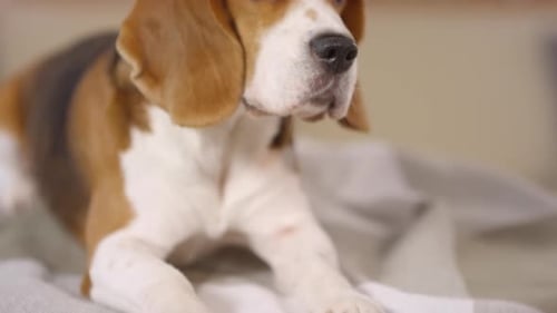 Cute Beagle Dog Lying on Bed