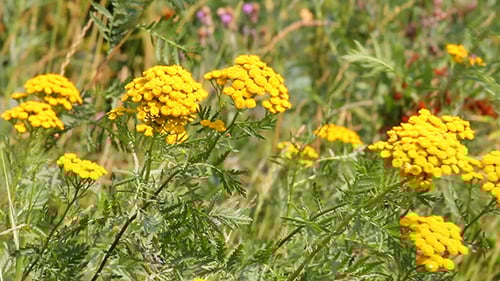 Tansy Flowers On Green Meadow