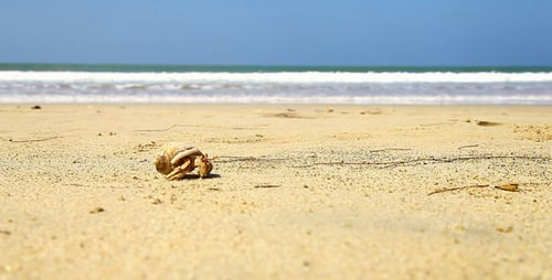 Fugitive Hermit Crab