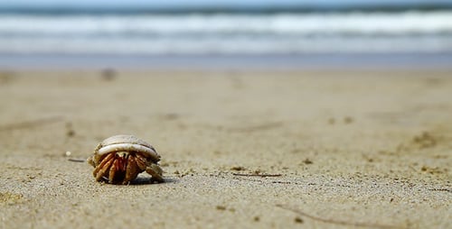 Hermit Crab Walking on the Sandy Beach