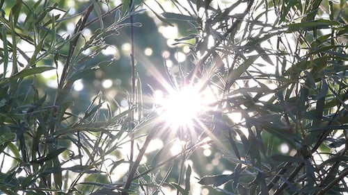 Le soleil brille à travers le feuillage des arbres
