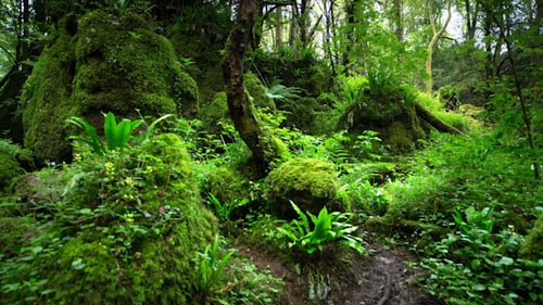 Puzzlewood Forest Of Dean 2