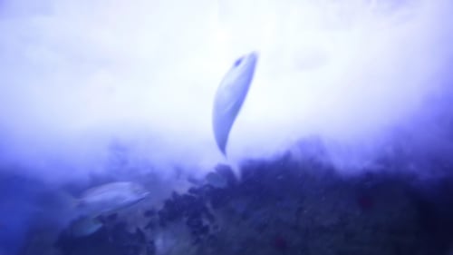 Fish And Sea Life In An Aquarium 19