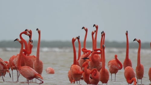 Pink Flamingo Mexico Wildlife Bird 11