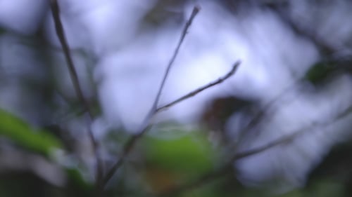 Wald-Dschungelvegetation 3