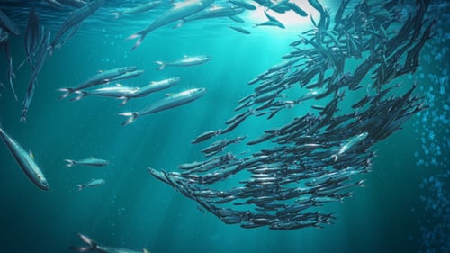 Fisch-Bewegung