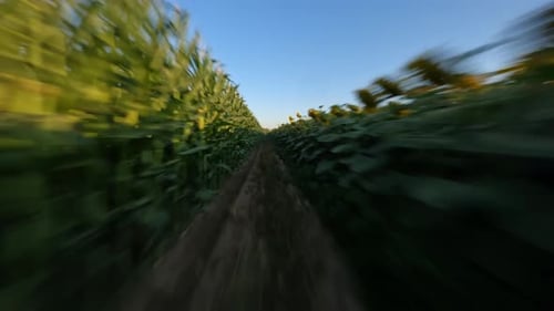 Drone dynamique tiré sur des champs infinis avec des tournesols en fleurs