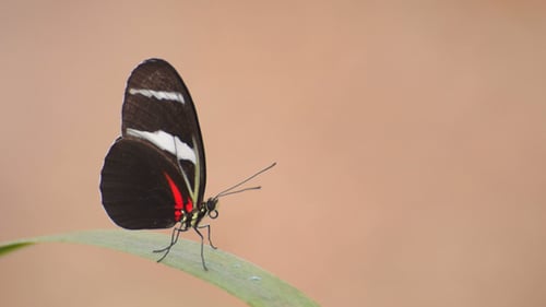 Schmetterling