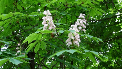 Kastanienbaum