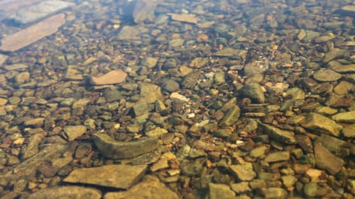 Fische unter Wasser