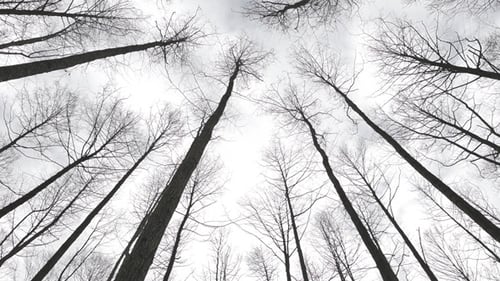 Looking Up at Bare Trees against a Cloudy Sky