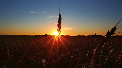 Golden Wheat Field at Beautiful Sunrise