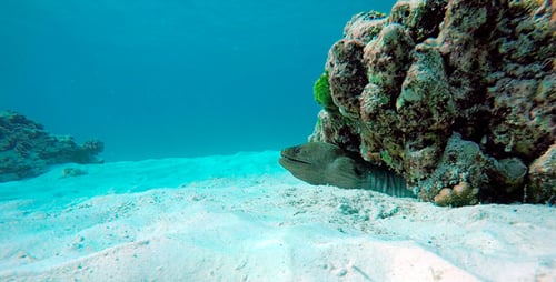 Eel Hiding Near Coral Reef on Ocean Floor