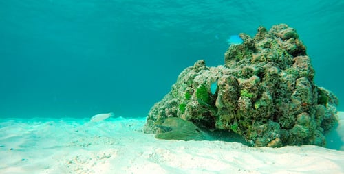 Moray Eel Resting by Colorful Rock Formation