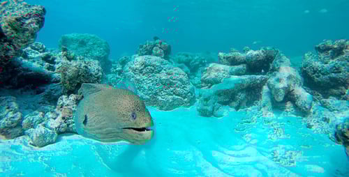 Moray Eel Swimming Along a Coral Reef