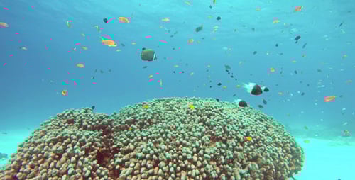 Life On The Coral