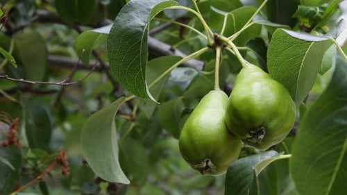 Peras verdes en rama