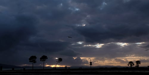 Seaside and Tree 2