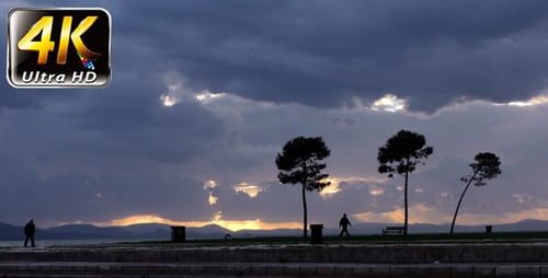 Seaside and Tree