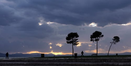 Seaside and Tree
