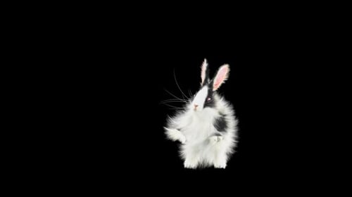 Hase: Tanzen HD