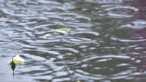 Rain Falling on Water with Floating Flowers