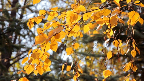 Golden Leaves on Tree Branch in Autumn