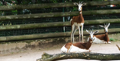 Baby Deer Gazelle
