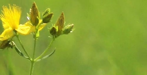 Yellow Flowers Swaying Gently in a Grassy Field