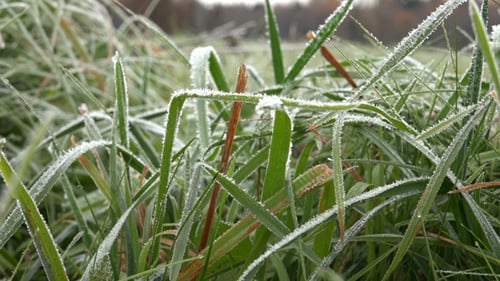 Frost Covered Grass in Winter Season