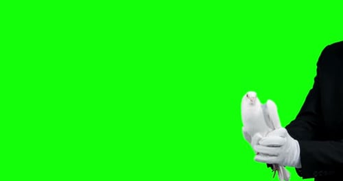 Magician Releasing White Dove on Green Screen
