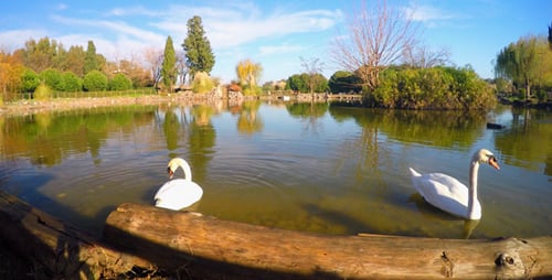 Schwan im See in grüner Natur