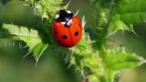 Ladybug On Green Grass