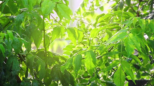 Green Leaves Under Rain In Sun Shine