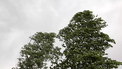 Trees Blow in Strong Wind on Cloudy Day