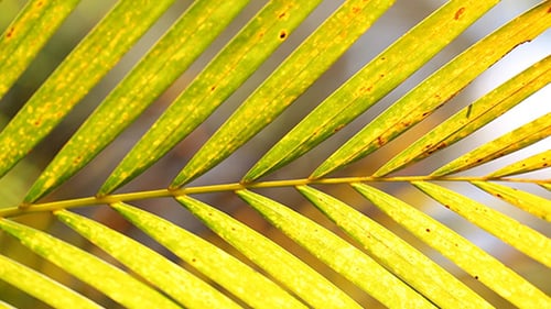 Green Leaf In Nature 352